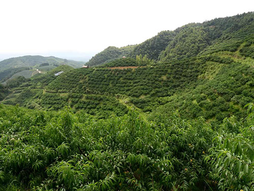 黔陽(yáng)瞐大崇鄉黃桃產(chǎn)業(yè)園3