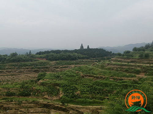 黔陽(yáng)瞐大崇鄉黃桃產(chǎn)業(yè)園1