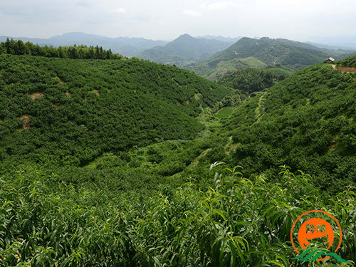 黔陽(yáng)瞐大崇鄉黃桃產(chǎn)業(yè)園4