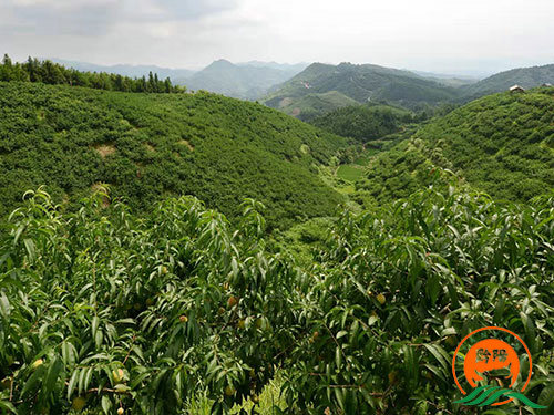 黔陽(yáng)瞐大崇鄉黃桃產(chǎn)業(yè)園2