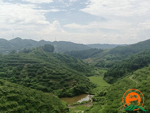 黔陽瞐黔陽黃桃產(chǎn)業(yè)園10