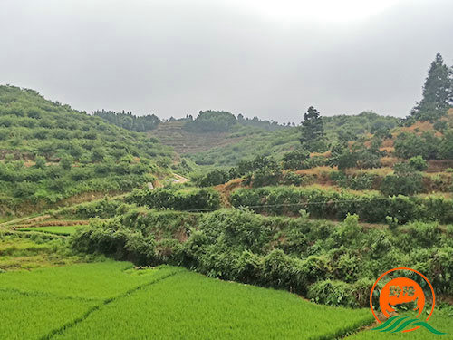 黔陽(yáng)瞐岔頭鄉杉木田村黃桃產(chǎn)業(yè)園