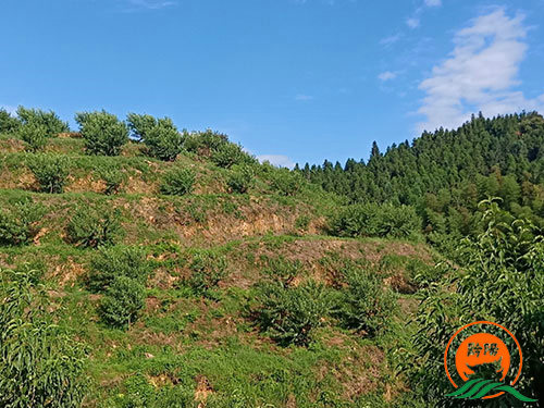 黔陽(yáng)瞐岔頭鄉黃桃產(chǎn)業(yè)園