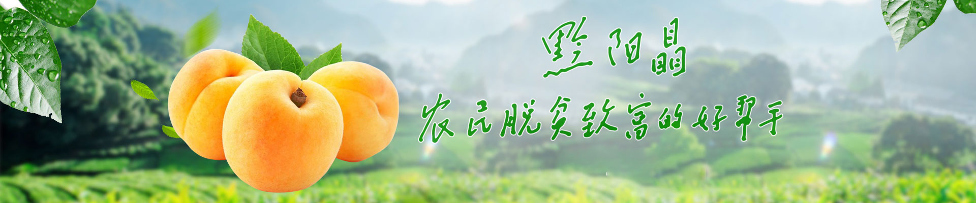 洪江市禹甜科技有限公司_黔陽(yáng)瞐_農產(chǎn)品的批發(fā)零售